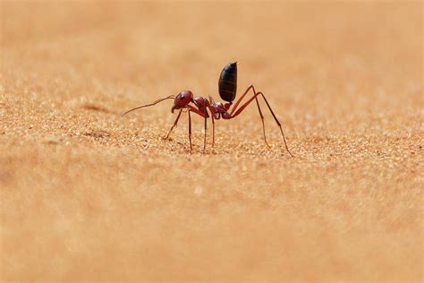 sahara desert ant